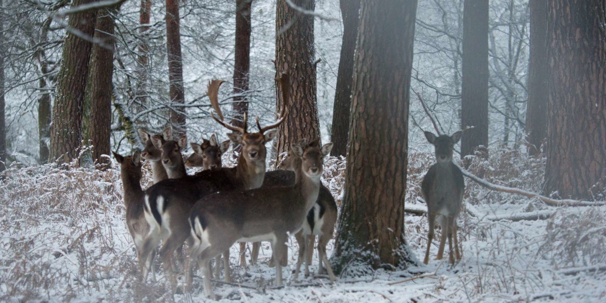 Winterimpressionen aus dem Wildpark: Damwild (Foto: Ralf Blechschmidt)