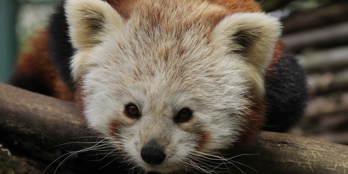 Roter Panda (Foto: Zoo Saarbrücken)