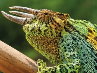 Wintervortragsreihe im Zoo: Dreihornchamäleon (Foto: Mondberge)