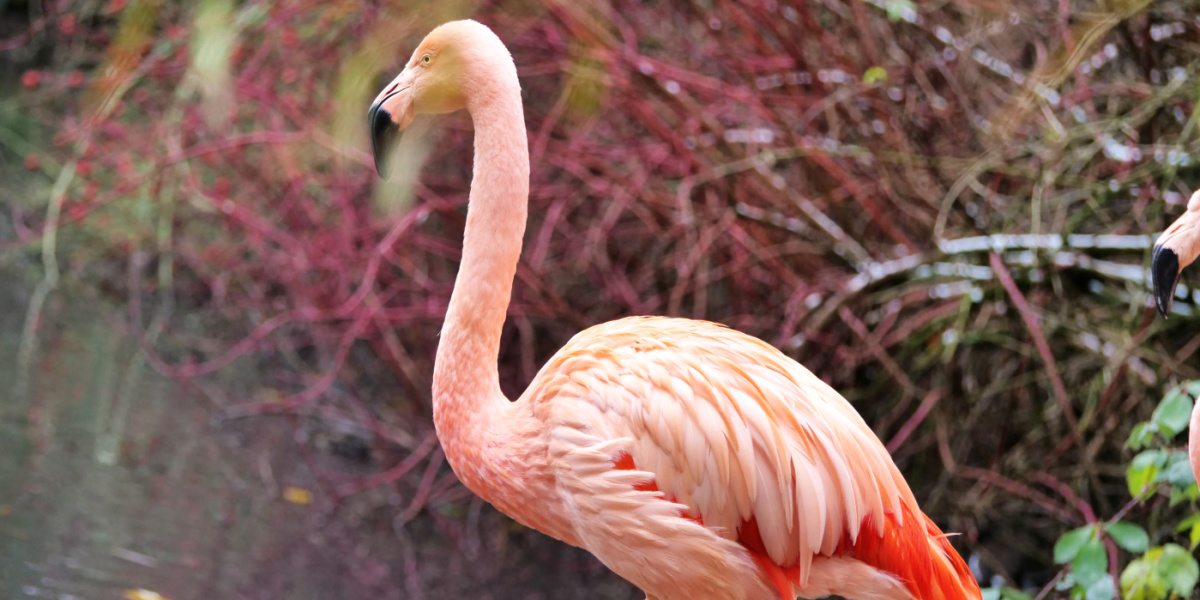 Ein Flamingo ist von der Seite  in Großaufnahme zu sehen