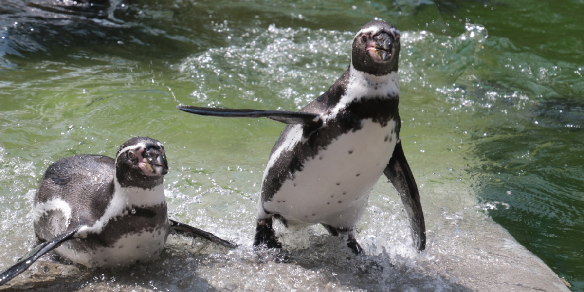 Zwei Pinguine sind im glitzernen Wasser zu sehen.