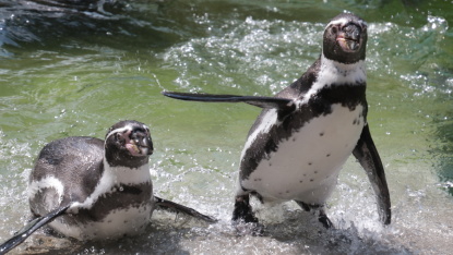 Zwei Pinguine sind im glitzernen Wasser zu sehen.