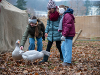 Drei Mädchen sehen sich Gänse an