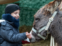 Mädchen lächelt und füttert einen Esel