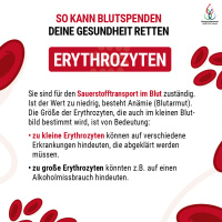 So kann Blutspenden deine Gesundheit Retten, Erythrozyten, Sie sind für den Sauerstofftransport im Blut zuständig. Ist der Wert zu niedrig, besteht Anämie. Die Größe der Erythrozyten, die auch im kleinen Blutbild bestimmt wird, ist von Bedeutung, zu klein